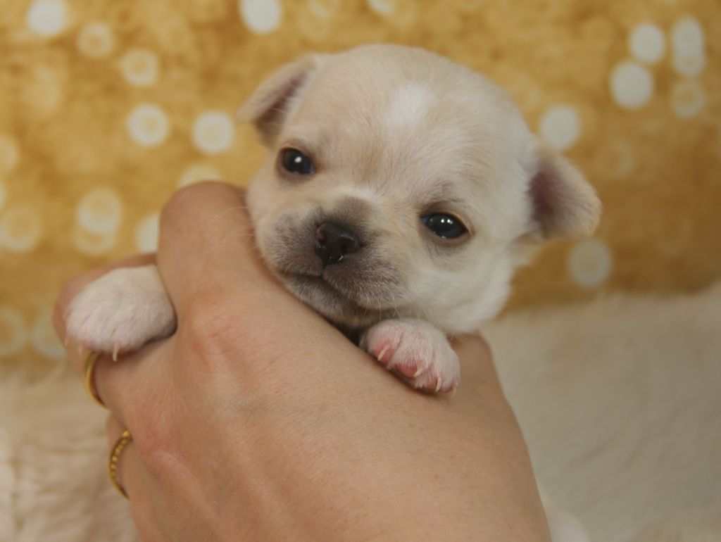 Du Grimoire Des Nains - Chiots disponibles - Chihuahua