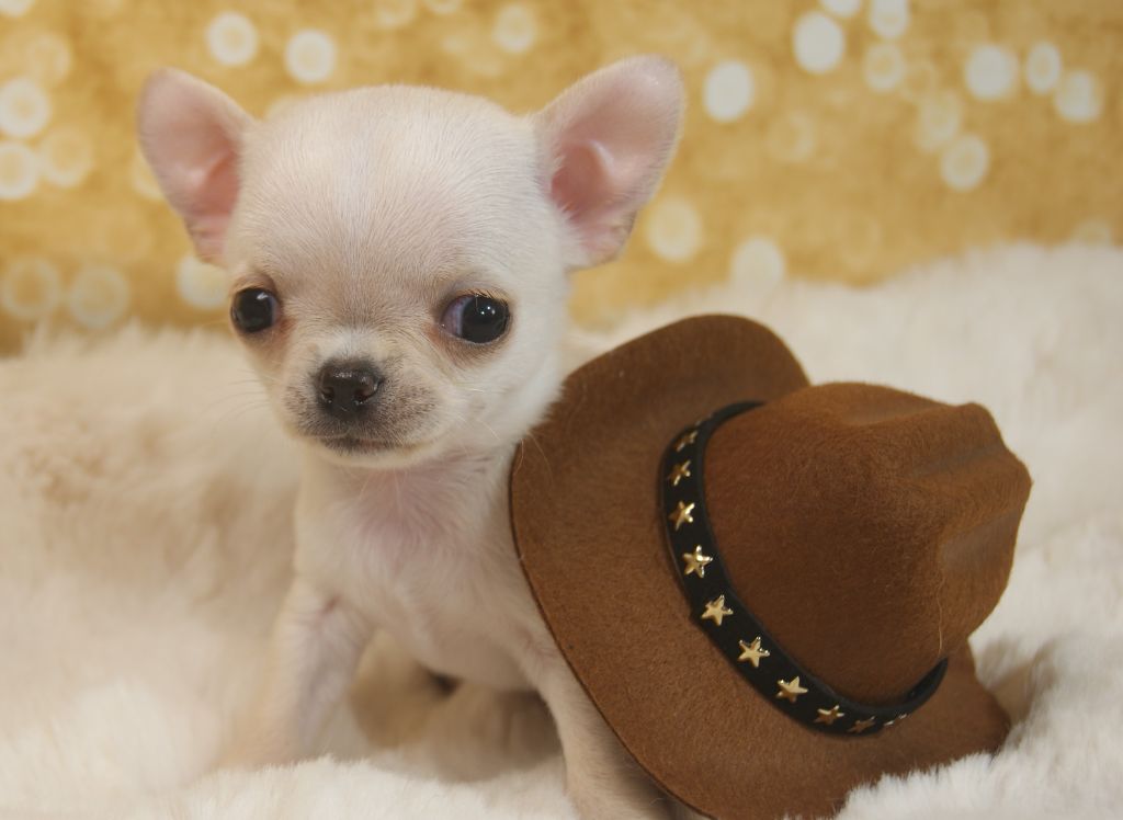 Du Grimoire Des Nains - Chiots disponibles - Chihuahua