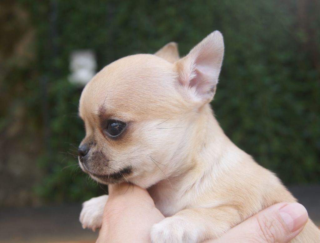 Du Grimoire Des Nains - Chiots disponibles - Chihuahua