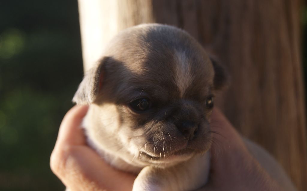 Du Grimoire Des Nains - Chiots disponibles - Chihuahua