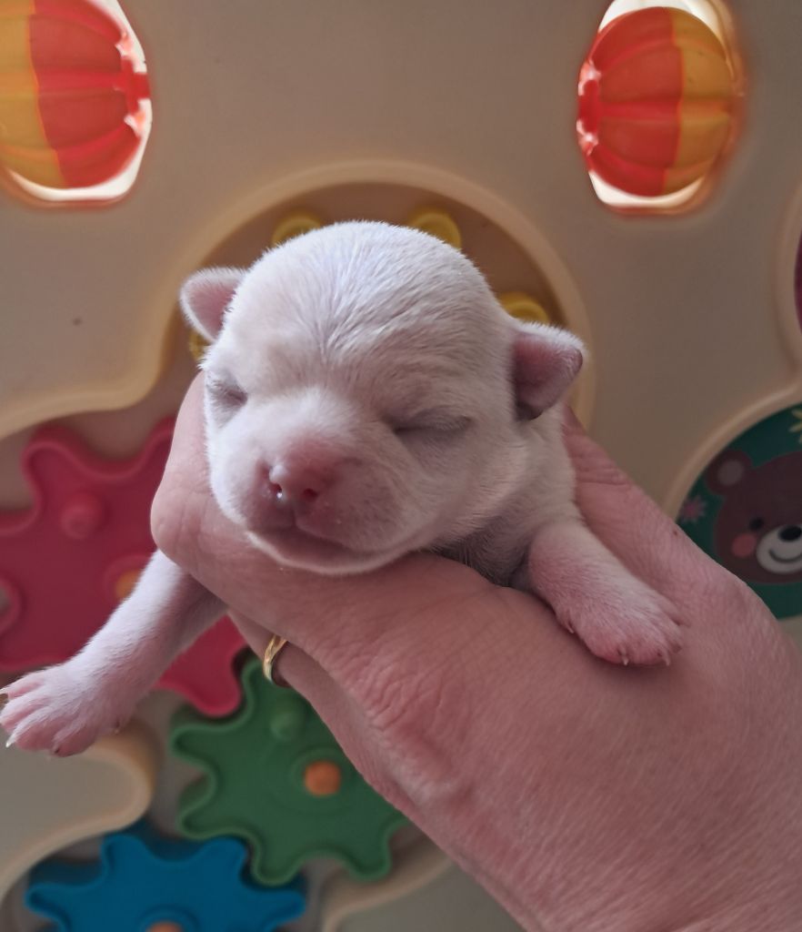 Du Grimoire Des Nains - Chiots disponibles - Chihuahua