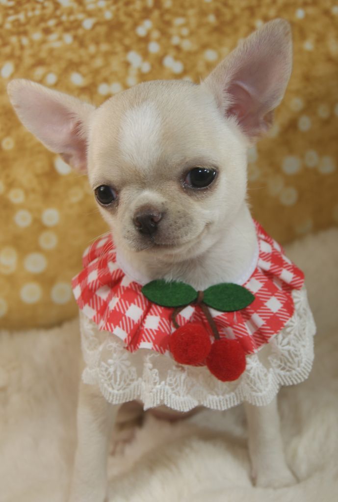 Du Grimoire Des Nains - Chiots disponibles - Chihuahua