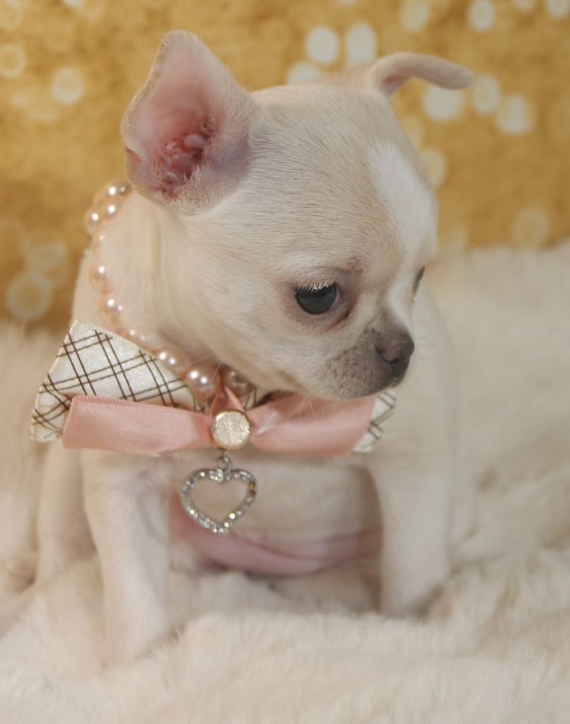 Du Grimoire Des Nains - Chiots disponibles - Chihuahua